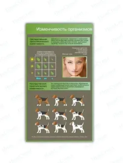 Стенд в кабинет биологии "Изменчивость организмов"