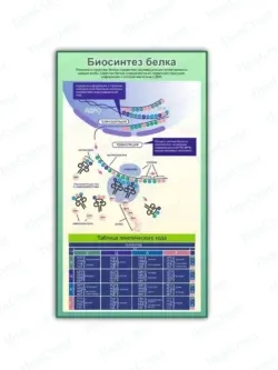 Школьный стенд биология Босинтез белка 99 на 75 см