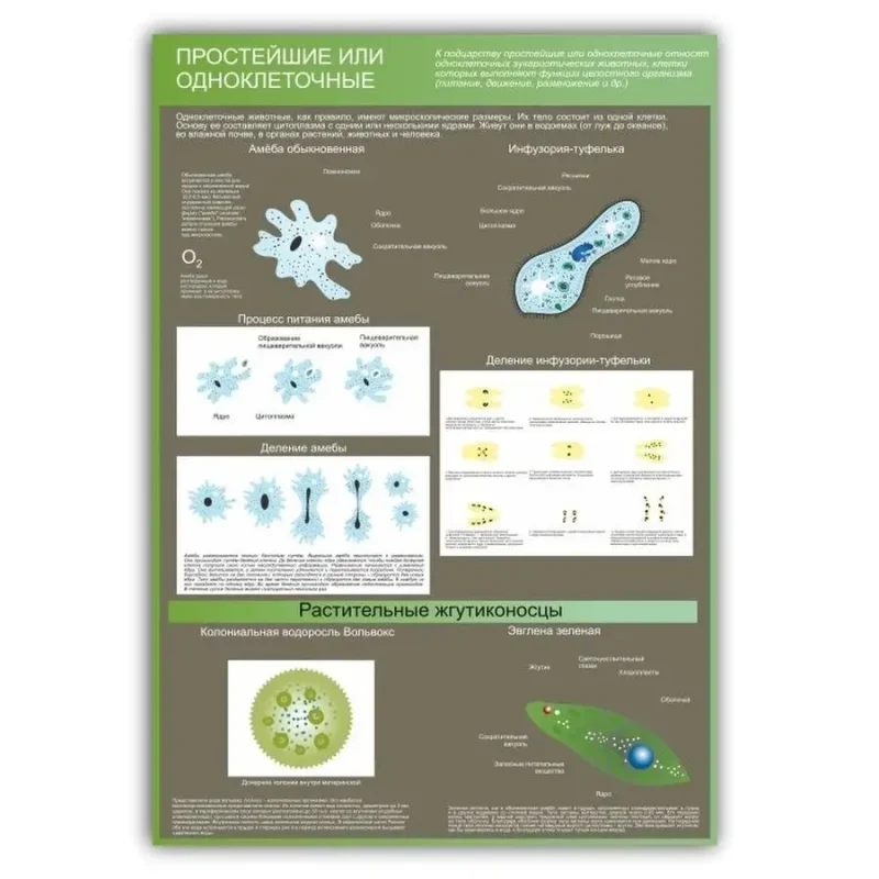 Стенд в кабинет биологии "Простейшие или одноклеточные"