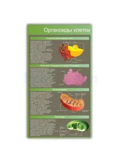 Стенд в кабинет биологии "Строение клетки"