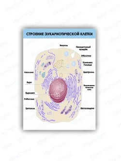 Стенд для школы биология Строение клетки 75 на 99 см