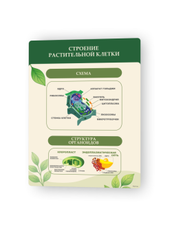 Строение растительной клетки