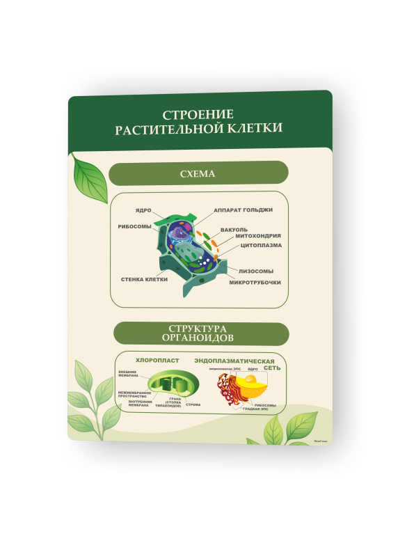 Стенд «Строение растительной клетки и органоидов» 1 Строение растительной клетки