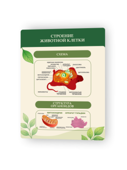 Строение животной клетки1