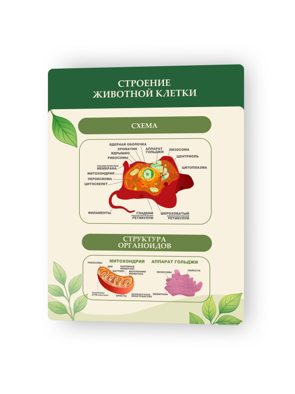 Стенд «Строение животной клетки» 1 Строение животной клетки1