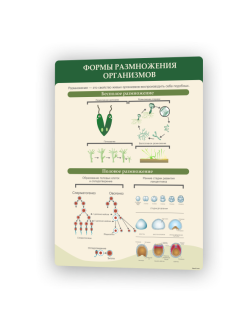 Формы размножения организмов1