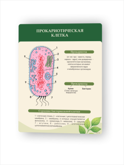 Строение прокариотической клетки1