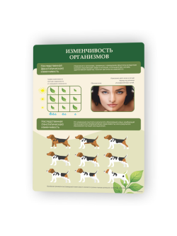 Изменчивость организмов1