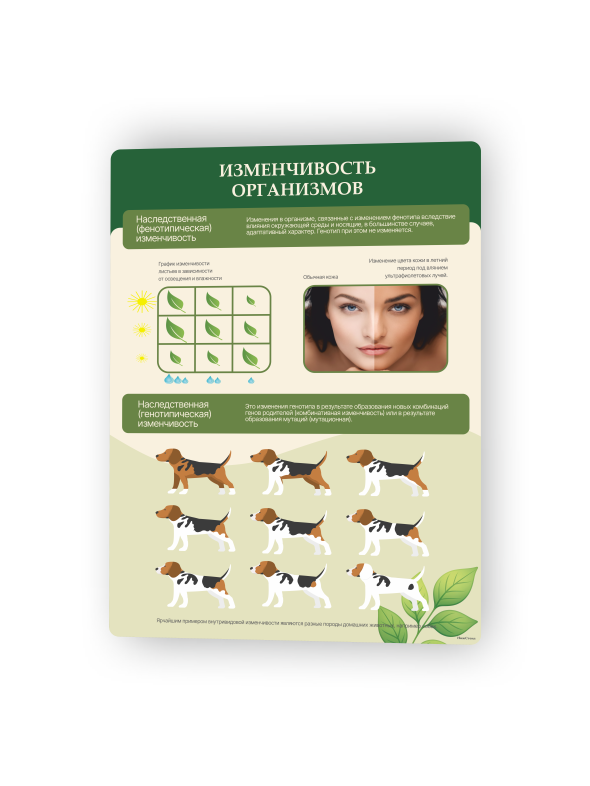 Стенд «Изменчивость организмов» 1 Изменчивость организмов1