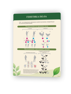 Генетика пола1