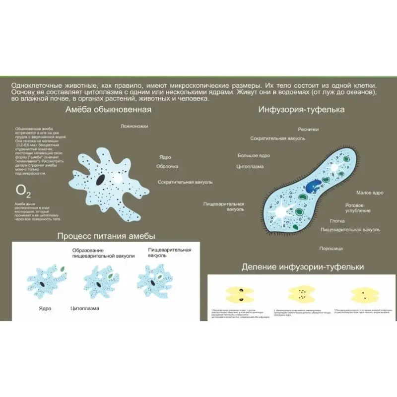 Стенд в кабинет биологии "Простейшие или одноклеточные" — изображение 2