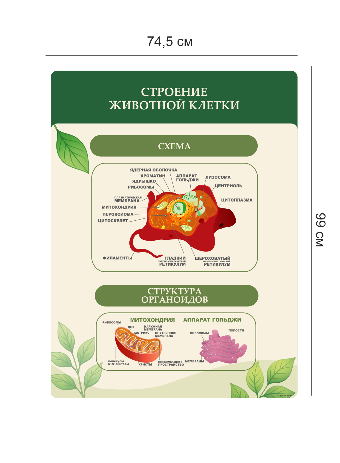 Стенд «Строение животной клетки» 4 Строение животной клетки3
