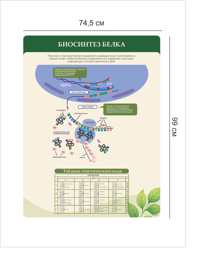 Стенд «Биосинтез белка» 4 Биосинтез белка4