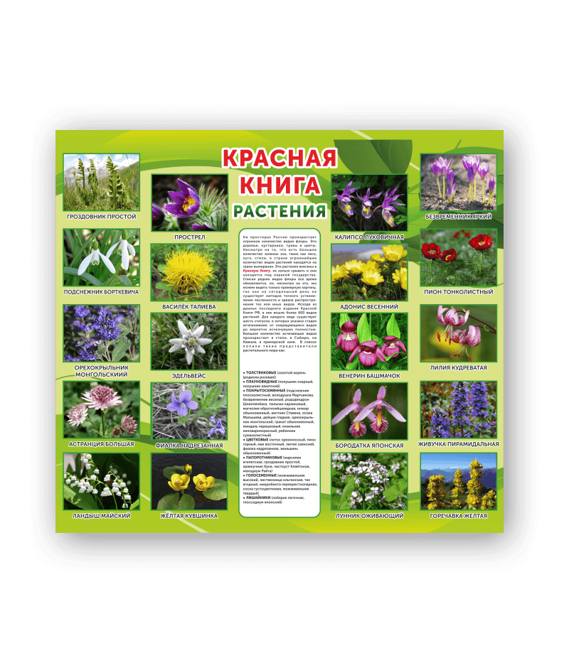 Стенд "Красная книга. Растения"