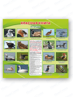 Стенд "Красная книга. Птицы"