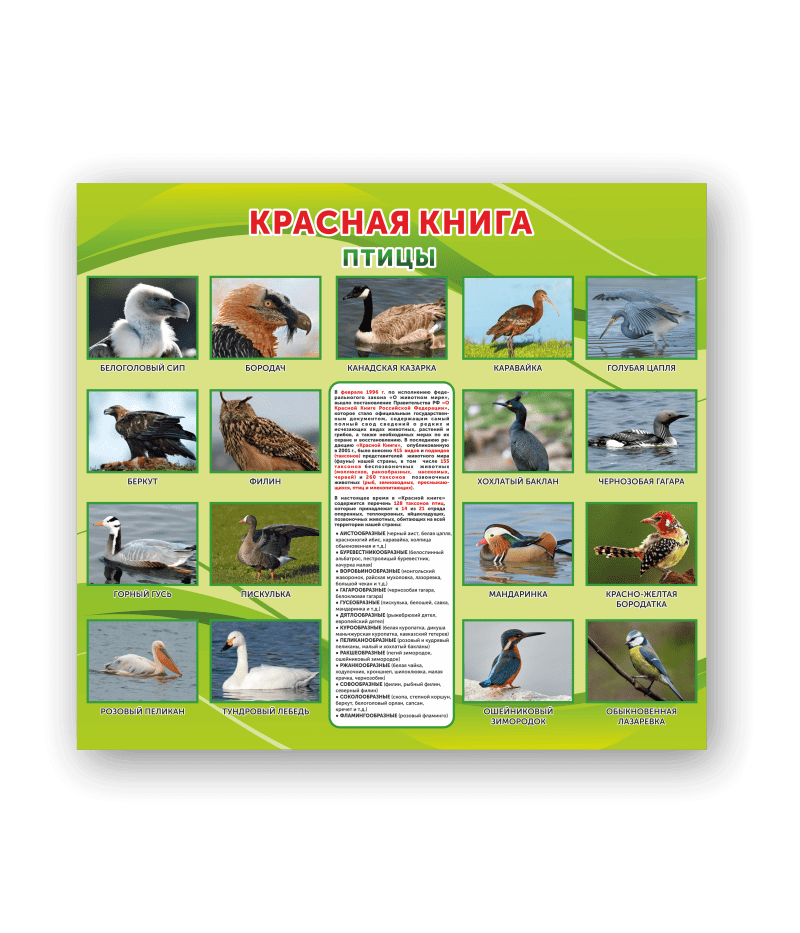 Стенд "Красная книга. Птицы"