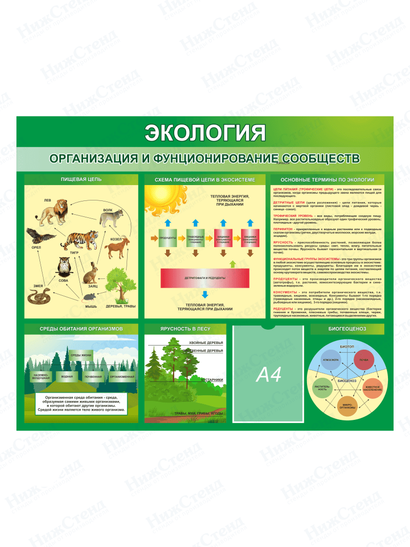 Стенд "Экология. Организация и функционирование сообществ"