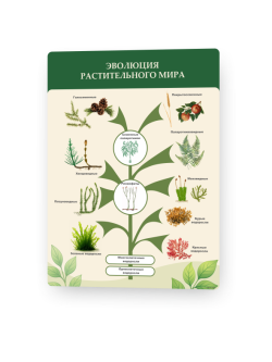 Эволюция растительного мира1