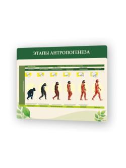 Этапы антропогенеза1