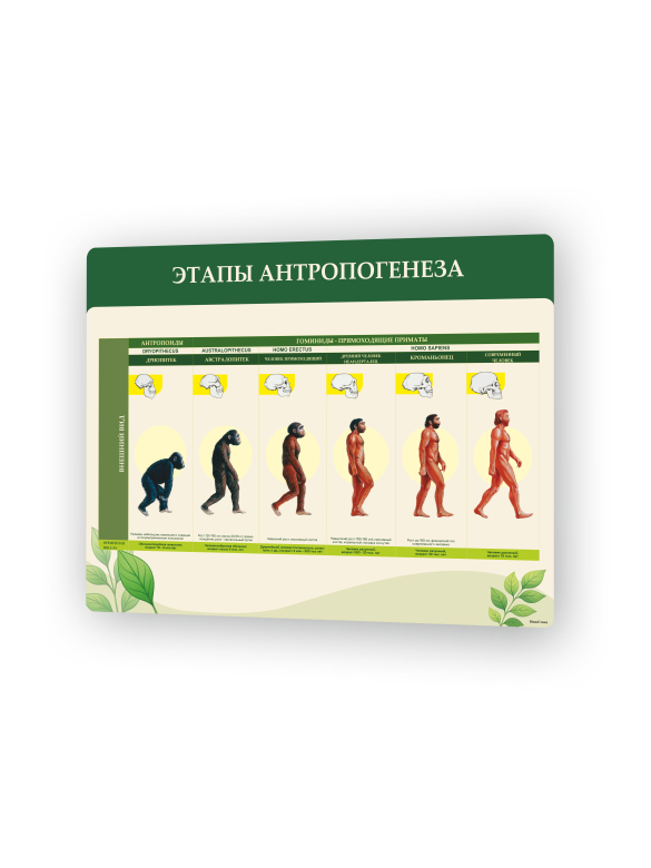 Стенд «Этапы антропогенеза» 1 Этапы антропогенеза1