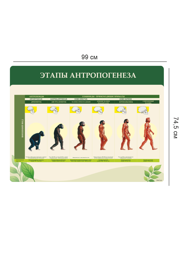 Стенд «Этапы антропогенеза» 4 Этапы антропогенеза3